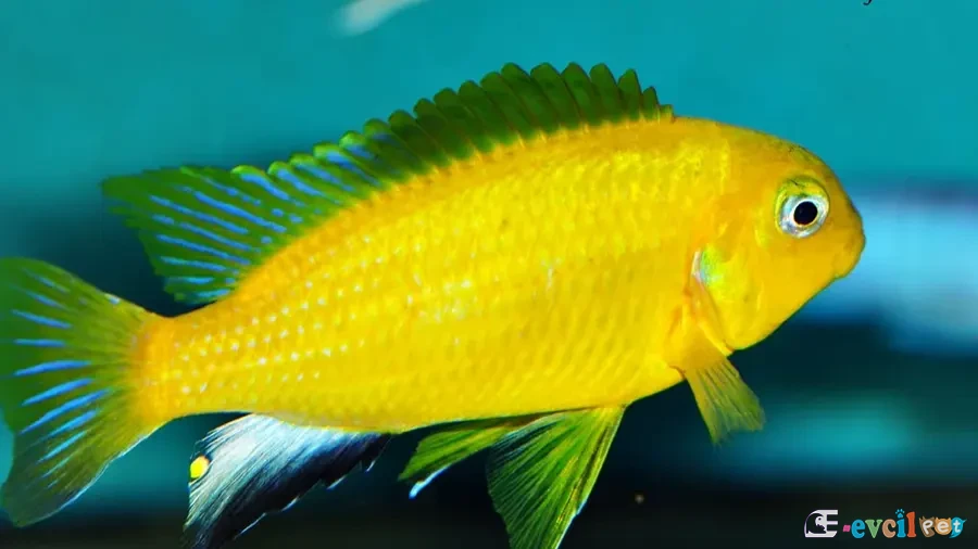 Tropheops macrophthalmus Erkek