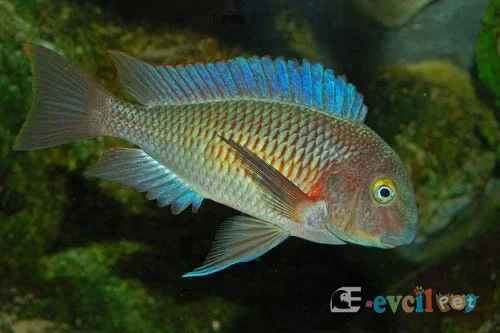 Tropheus moorii Cape Chaitika