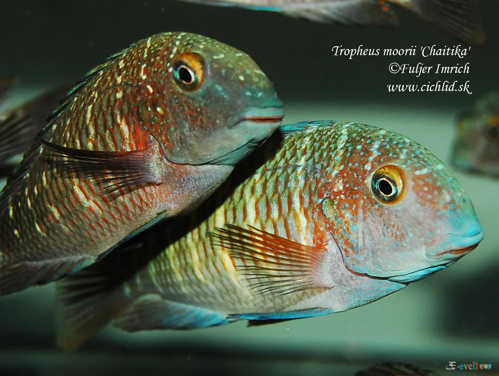 Tropheus moorii Chaitika