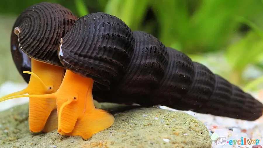Tylomelania sp. orange (Turuncu Poso Rabbit Salyangozu) 2