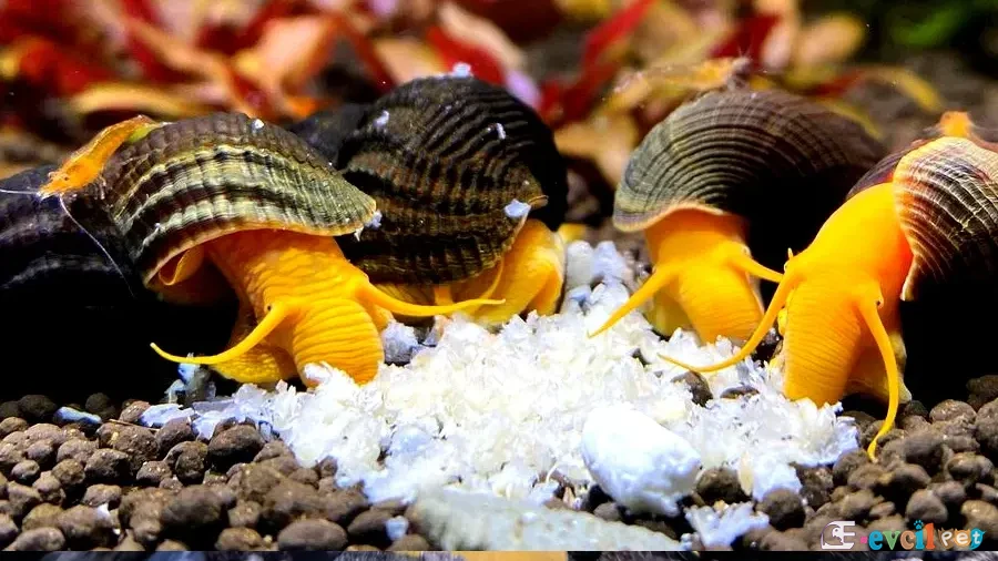 Tylomelania sp. orange (Turuncu Poso Rabbit Salyangozu) 5