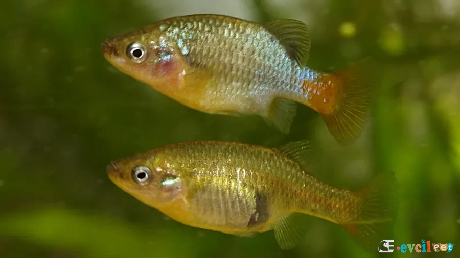 Xenotoca eiseni (Redtail Splitfin) Erkek ve Dişi