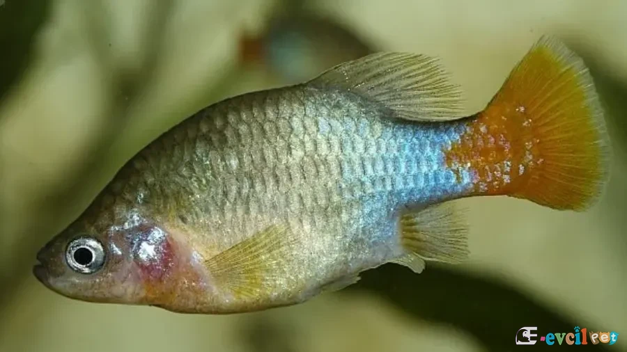 Xenotoca eiseni (Redtail Splitfin) Yakın Çekim Erkek