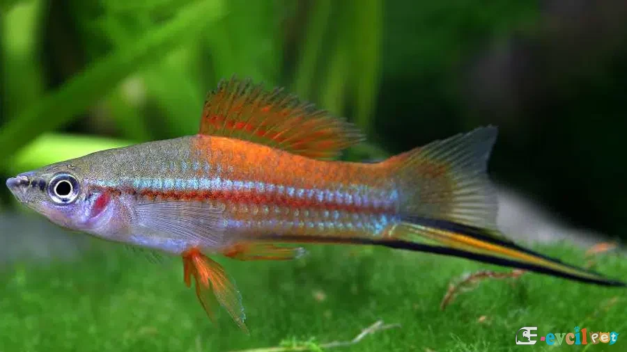 Xiphophorus clemenciae Bitkili akvaryumda