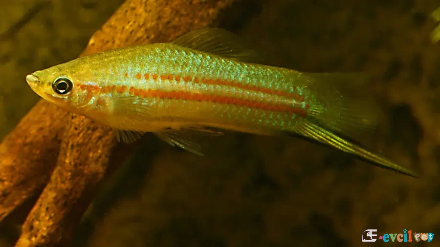 Xiphophorus clemenciae Erkek