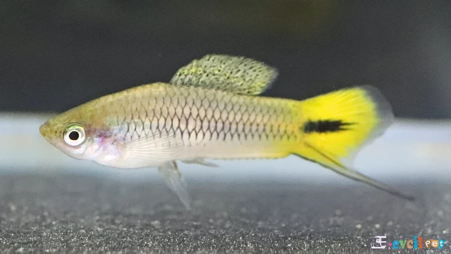 Xiphophorus cortezi akvaryumda