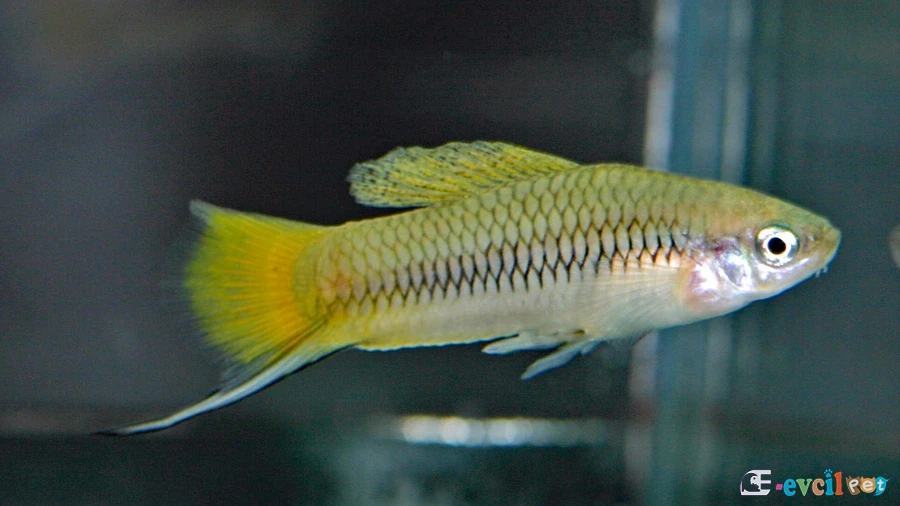 Xiphophorus cortezi eRKEK
