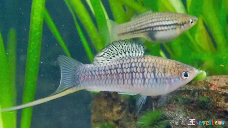 Xiphophorus nezahualcoyotl Erkek ve Dişisi