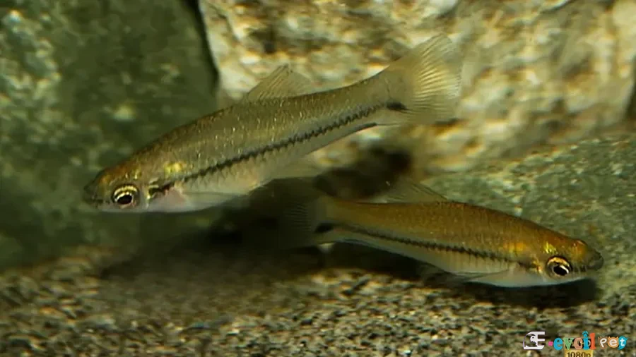 Xiphophorus signum Dişileri