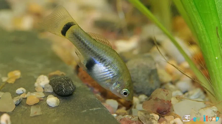 Xiphophorus xiphidium Akvaryumu