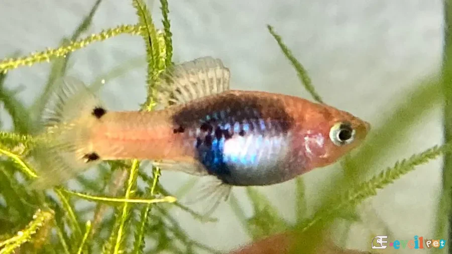 Xiphophorus xiphidium Bitkili Akvaryumda