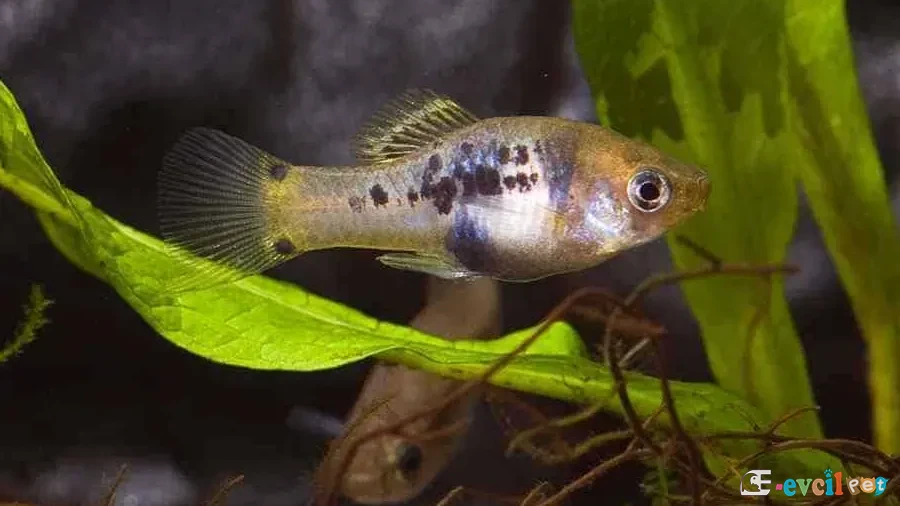 Xiphophorus xiphidium Yakın Çekim